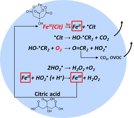 Fe-citrate system
